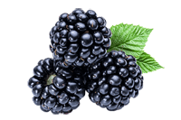 Ingredients_Mulberry_by semblance shop